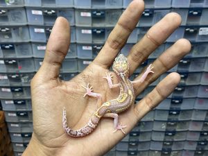 B-291 | MACK SNOW RAPTOR - INCUB. JANTAN