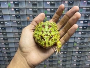 G-40 | PACMAN GREEN HET. MUTANT - REMAJA JANTAN