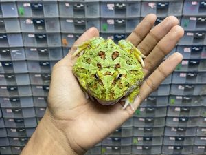 G-41 | PACMAN GREEN HET. MUTANT - REMAJA JANTAN