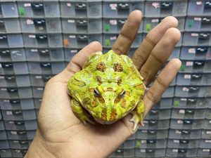 G-42 | PACMAN GREEN HET. MUTANT - REMAJA BETINA