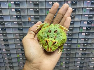 G-43 | PACMAN GREEN 4 SPOT PATTERNLESS HET.  MUTANT - REMAJA BETINA