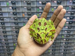 G-44 | PACMAN GREEN HET. MUTANT - REMAJA BETINA