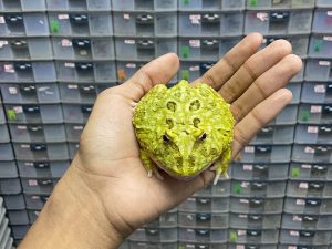 G-45 | PACMAN GREEN 4 SPOT PATTERNLESS HET. MUTANT - REMAJA JANTAN