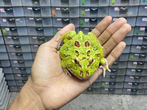 G-47 | PACMAN GREEN 4 SPOT PATTERNLESS HET. MUTANT - REMAJA BETINA