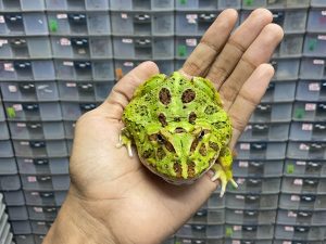 G-48 | PACMAN GREEN HET. MUTANT - REMAJA BETINA