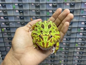 G-49 | PACMAN GREEN 4 SPOT PATTERNLESS - REMAJA BETINA