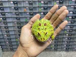 G-50 | PACMAN GREEN 4 SPOT PATTERNLESS HALF PHANTOM - REMAJA BETINA