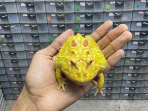 G-51 | PACMAN ALBINO 4 SPOT PATTERNLESS - REMAJA BETINA