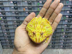 G-52 | PACMAN ALBINO - REMAJA BETINA