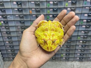 G-53 | PACMAN ALBINO 4 SPOT - REMAJA BETINA