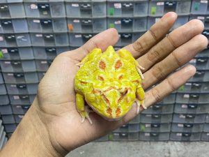 G-54 | PACMAN ALBINO 4 SPOT PATTERNLESS MATA SATU/ CYCLOPS - REMAJA BETINA