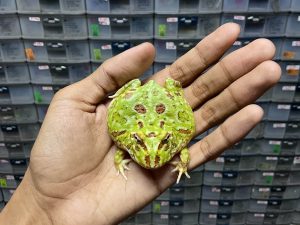 G-55 | PACMAN GREEN 4 SPOT - REMAJA BETINA