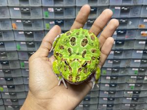 G-56 | PACMAN GREEN HET. MUTANT - REMAJA BETINA