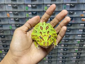 G-57 | PACMAN GREEN - REMAJA BETINA