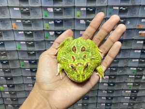 G-58 | PACMAN GREEN 4 SPOT PATTERNLESS - REMAJA BETINA