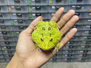 G-60 | PACMAN GREEN 4 SPOT PATTERNLESS - REMAJA BETINA