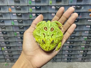 G-62 | PACMAN GREEN 4 SPOT PATTERNLESS - REMAJA BETINA