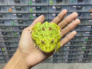 G-63 | PACMAN GREEN 4 SPOT PATTERNLESS - REMAJA BETINA