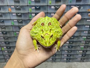 G-64 | PACMAN GREEN 4 SPOT PATTERNLESS - REMAJA BETINA