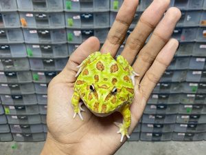 G-65 | PACMAN GREEN - REMAJA JANTAN