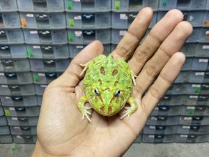 G-66 | PACMAN GREEN 4 SPOT PATTERNLESS - REMAJA BETINA