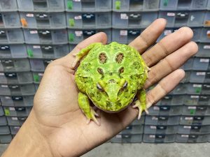 G-67 | PACMAN GREEN 4 SPOT PATTERNLESS - REMAJA BETINA