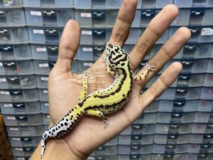 J-200 | BOLD STRIPE HET. TREMPER - BETINA
