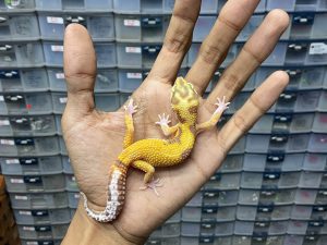 J-202 | ALBINO TREMPER JUNGLE ECLIPSE - JANTAN