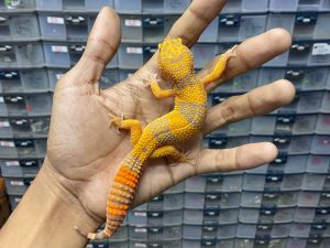 J-203 | ALBINO TREMPER POSSIBLE SUNSPOT - JANTAN