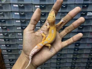 J-204 | WHITE N YELLOW ALBINO TREMPER - BETINA
