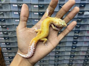 J-205 | APTOR RED STRIPE - BETINA