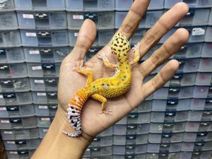 J-206 | EMERINE - BETINA