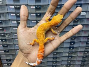 J-207 | SHTCTB HET. TREMPER - BETINA