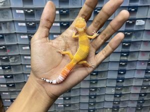 J-210 | SHTCTB POSSIBLE HET. TREMPER - BETINA