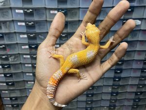 J-208 | ALBINO TREMPER LAVENDER - BETINA