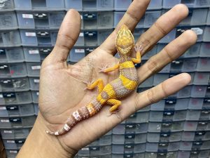 J-211 | ALBINO TREMPER - BETINA