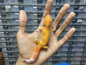 J-212 | SHTCTB HET. TREMPER - BETINA