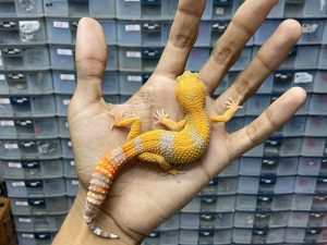 J-213 | ALBINO TREMPER LAVENDER - BETINA