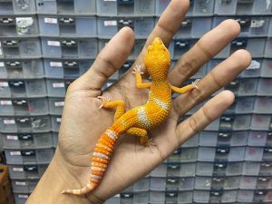 J-216 | ALBINO TREMPER LAVENDER - JANTAN
