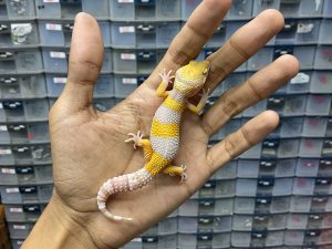 J-219 | WHITE N YELLOW TREMPER - JANTAN