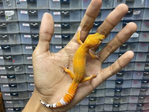 J-221 | SHTCTB - JANTAN