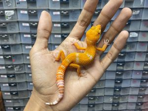 J-222 | FIRE ALBINO TREMPER LAVENDER POSSIBLE HET. ECLIPSE - JANTAN