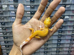 J-223 | SUNGLOW RAPTOR - JANTAN