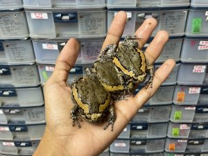 CHUBBY FROG - Kaloula pulchra