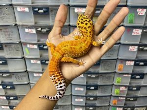 M-141 | EMERINE HET. TREMPER - JANTAN