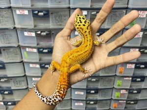 M-143 | EMERINE POSSIBLE HET. TREMPER - JANTAN