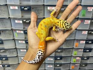 M-144 | EMERINE POSSIBLE HET. TREMPER - JANTAN