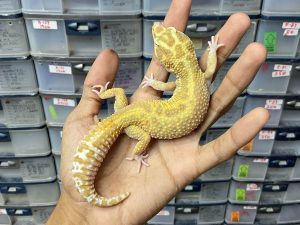 M-145 | RAPTOR - JANTAN