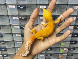 M-146 | SUNGLOW RAPTOR - JANTAN