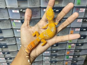 M-148 | ALBINO TREMPER LAVENDER - JANTAN